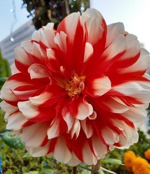 red flower of dahlia 