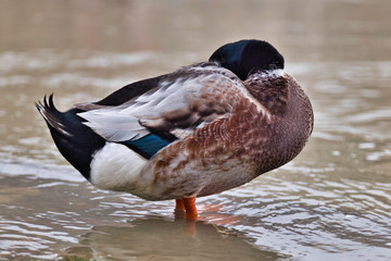 Canard