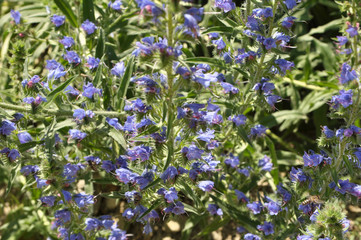 Fototapeta premium In the field among the herbs bloom Echium vulgare