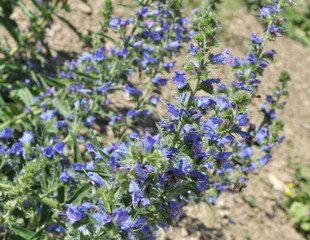 In the field among the herbs bloom Echium vulgare