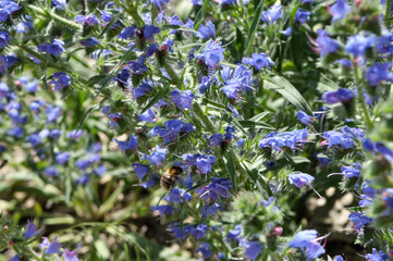 In the field among the herbs bloom Echium vulgare