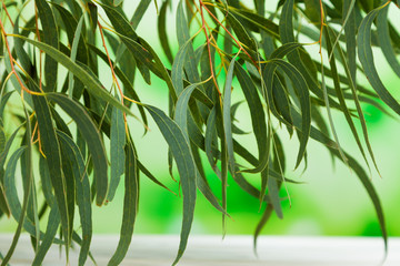 Eucalyptus branches against the green foliage with a white wooden Board