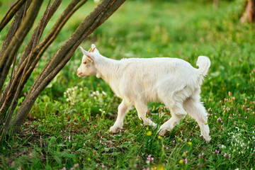 Obraz premium white goat on green grass