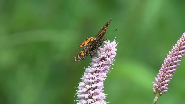 European Map Butterfly (Araschnia levana) is on the European bistort (Bistorta officinalis) flower