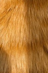 Close up image of a young ginger, orange tabby cat, kitten fur  