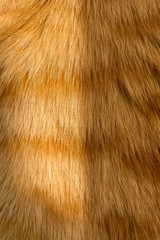 Close up image of a young ginger, orange tabby cat, kitten fur  