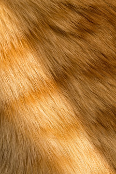 Close up image of a young ginger, orange tabby cat, kitten fur  