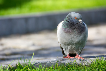 Fototapeta premium Bird 295