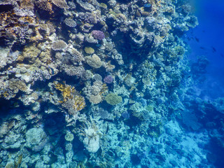 underwater view of red sea