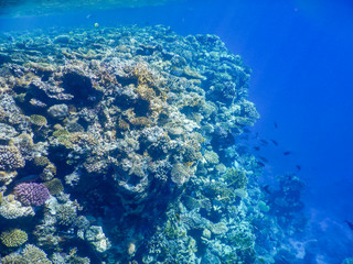 underwater view of red sea