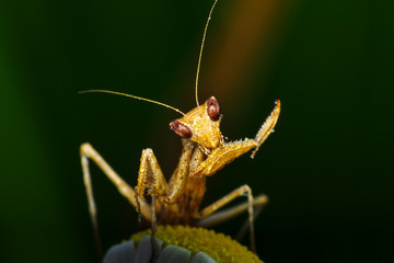 Close up of pair of Beautiful European mantis ( Mantis religiosa )