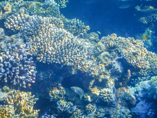 Naklejka na ściany i meble underwater view of red sea