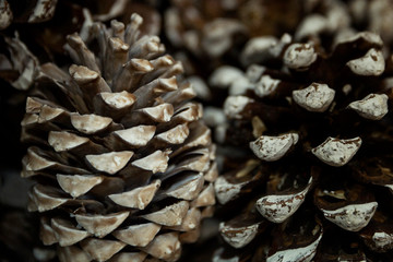 Large decorative cedar cones. Close-up. Background. Space for text.