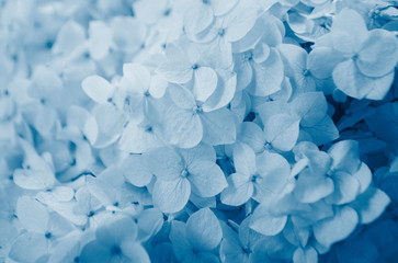 Beautiful blue color hortensia hydrangea forehead on a bush in bright sun shine. 2020 color trend.