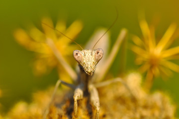 Close up of pair of Beautiful European mantis ( Mantis religiosa )