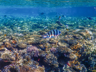 underwater view of red sea