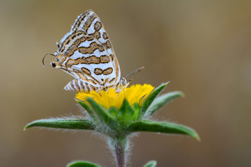 Beautiful butterfly sitting on flower in a summer garden