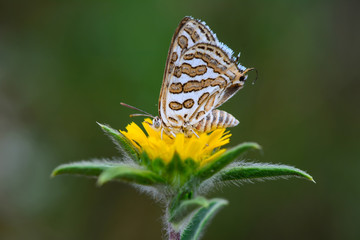 Beautiful butterfly sitting on flower in a summer garden
