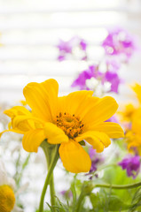 Yellow flower on the blurred background. Chamomile close-up. Single golden-daisy. Chrysanthemum. Greeting card template with blooming flower and copy space. Selective focus