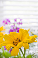 Yellow flower on the blurred background. Chamomile close-up. Single golden-daisy. Chrysanthemum. Greeting card template with blooming flower and copy space. Selective focus