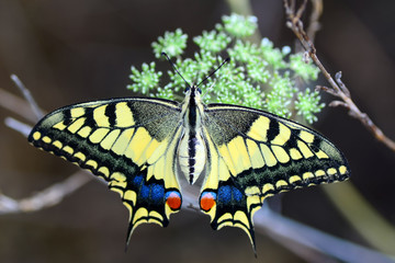 Beautiful butterfly sitting on flower in a summer garden