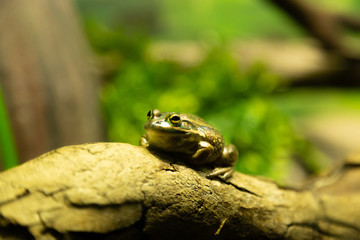 Single frog with selective focus and blurred green background