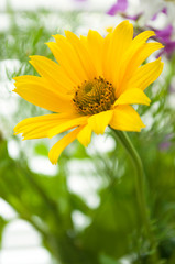 Yellow flower on the blurred background. Chamomile close-up. Single golden-daisy. Chrysanthemum. Greeting card template with blooming flower and copy space. Selective focus