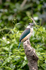 Kotare, or Sacred Kingfisher, standing on a branch
