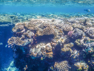 underwater view of red sea