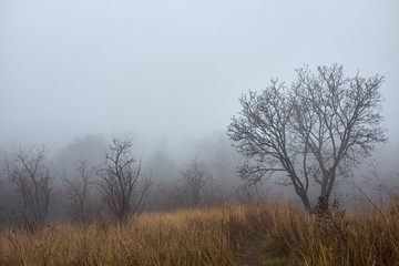 Mystierious winter foggy forest