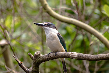Kotare, or Sacred Kingfisher, standing on a branch