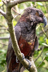 North Island Kaka perched on a branch