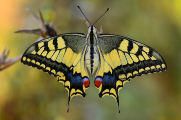 Beautiful butterfly sitting on flower in a summer garden