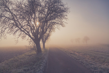 tree and way in fog