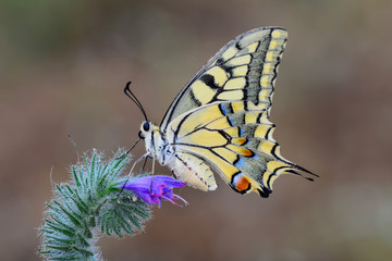 Beautiful butterfly sitting on flower in a summer garden