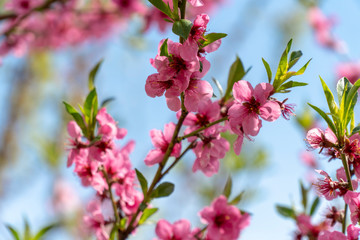 Fototapeta na wymiar Blooming Peach Tree In Spring
