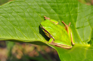 Europaean tree frog Hyla arborea from water onto dry reed-mace leaf in natural background