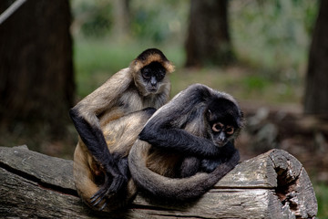 A pair of spider monkeys close up on a log