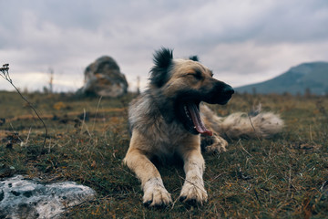 dog on beach