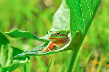 Europaean tree frog Hyla arborea from water onto dry reed-mace leaf in natural background