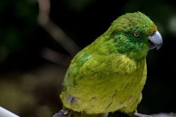 Antipodes Island Parakeet close up of full body