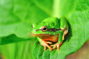 Naklejka na ściany i meble Europaean tree frog Hyla arborea from water onto dry reed-mace leaf in natural background