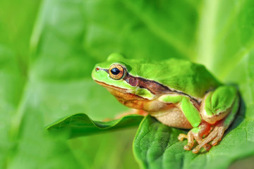Europaean tree frog Hyla arborea from water onto dry reed-mace leaf in natural background