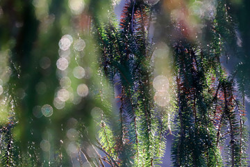 Pine tree nature background against sunshine. Nature background of pine tree leaves in bokeh mood