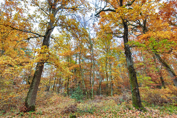 Autumn and forest
