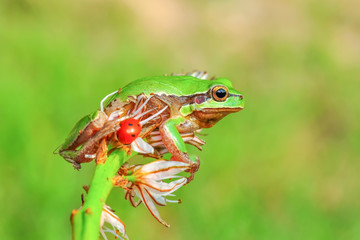 Europaean tree frog Hyla arborea from water onto dry reed-mace leaf in natural background