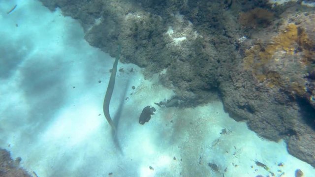 Top down view of needlefish swimming along Hawaiian coral reef.