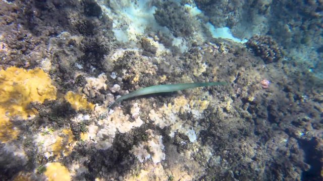 Looking down on needlefish swimming with other tropical fish along coral reef.