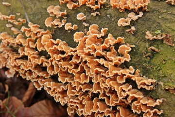 Striegeliger Schichtpilz (Stereum hirsutum) auf Totholz