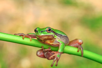 Europaean tree frog Hyla arborea from water onto dry reed-mace leaf in natural background